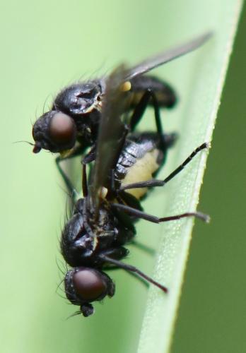 Agromyza sp.